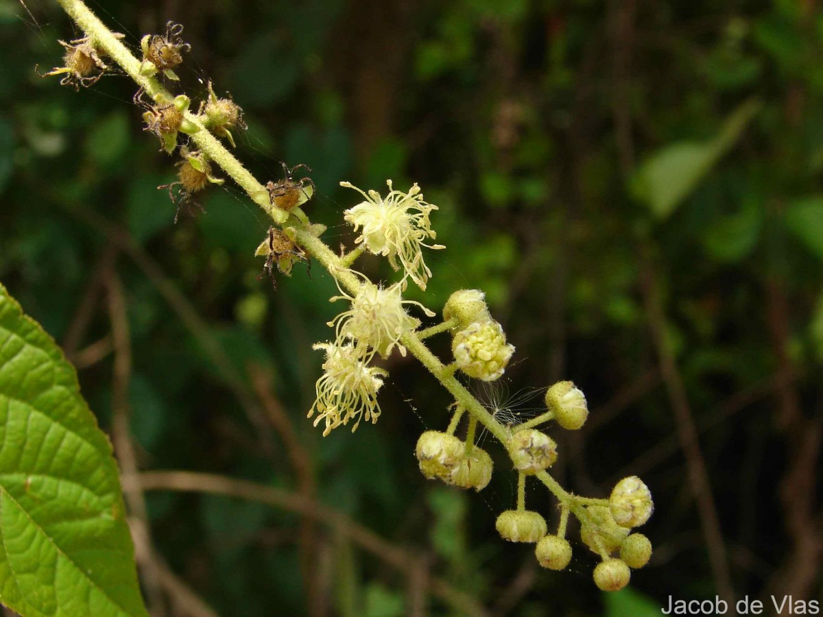 Croton caudatus Geiseler